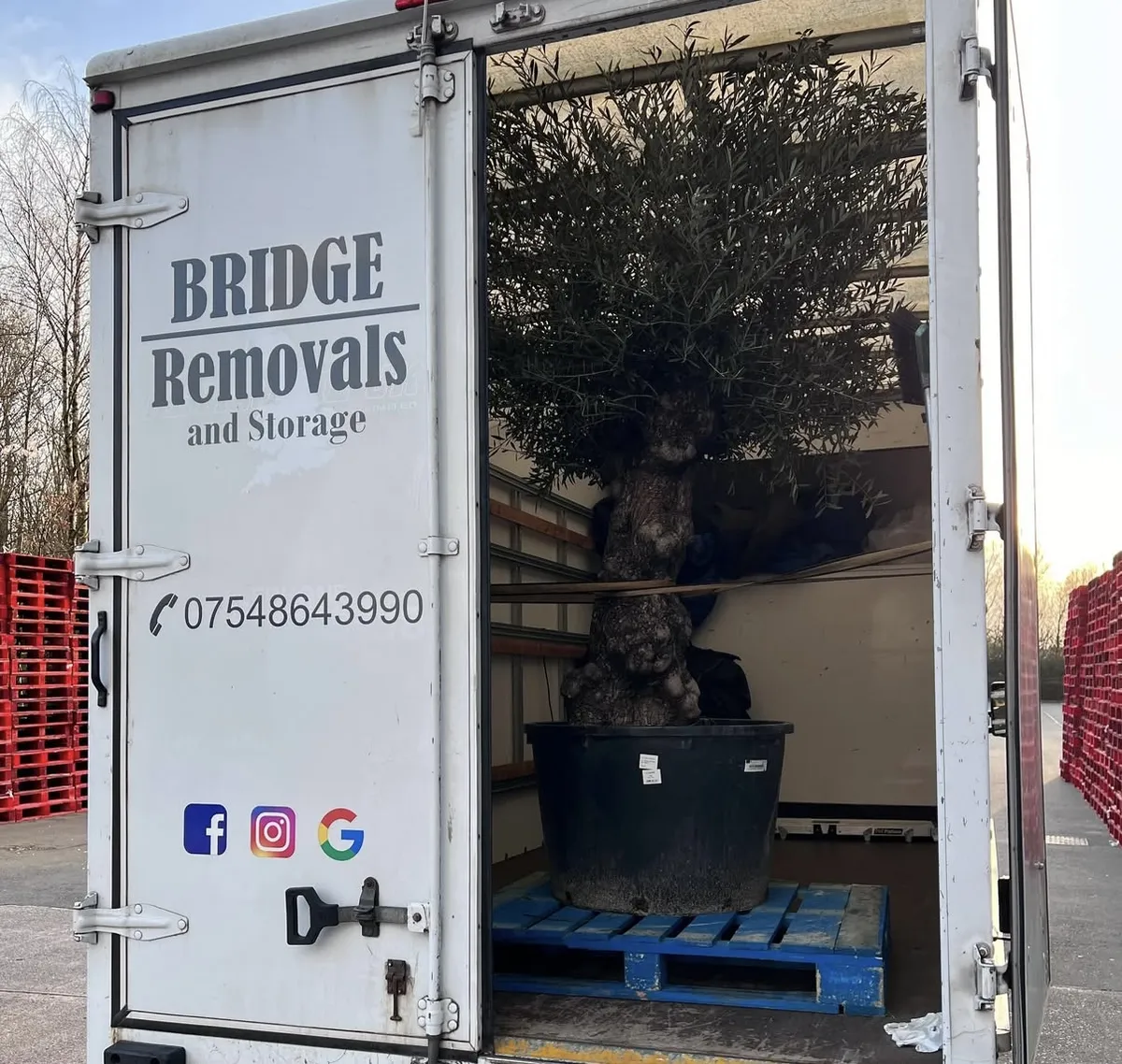 Potted Olive Tree Garden Clearance Removal Large potted olive tree secured on a pallet inside the Bridge Removals van on a garden clearance job.